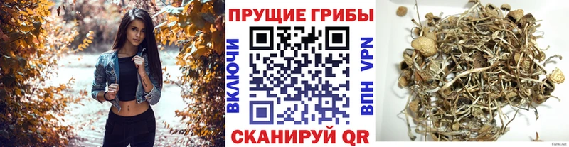 Галлюциногенные грибы Cubensis  Купить закладки  Петухово 